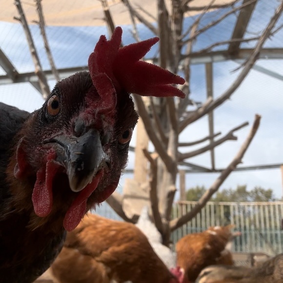 ❤️ OUR SHIP TIMES‼️ PLEASE NOTE‼️❤️ - Picture 6 of 16